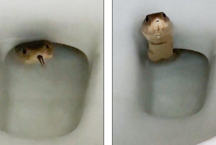 Uma cobra venenosa surgiu em um vaso sanitário
