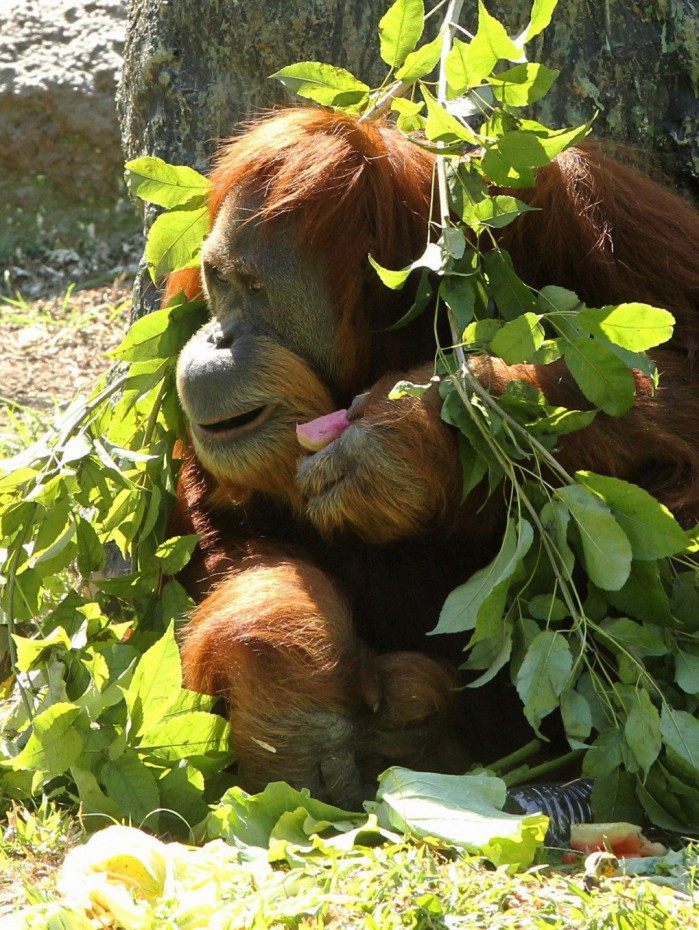 Um dos orangotangos do parque, Elsie &eacute; atra&ccedil;&atilde;o para os visitantes