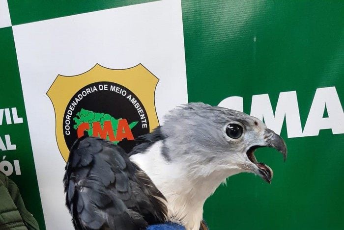 Coordenadoria Ambiental da Guarda Municipal resgata jacaré de papo-amarelo e um gavião em Niterói
