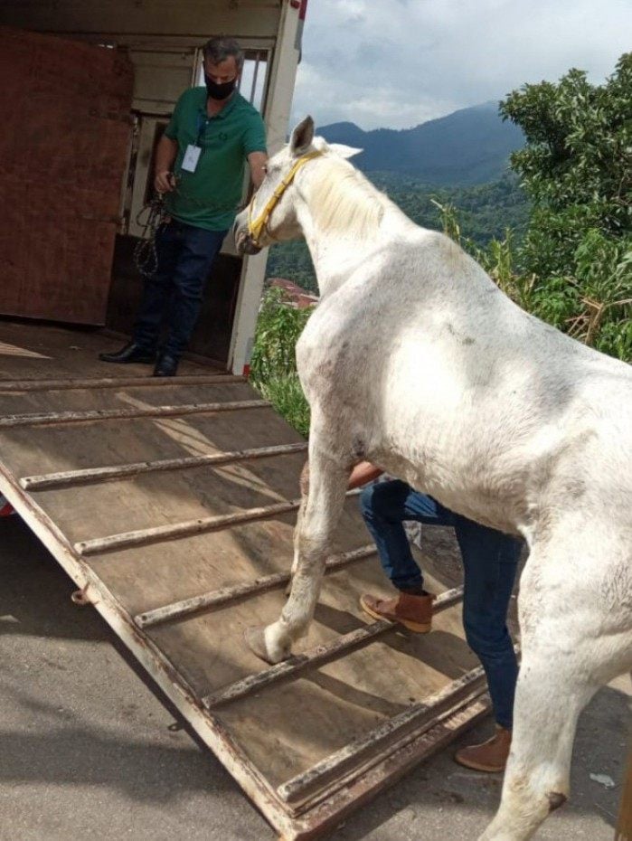 Cavalo resgatado perdeu a visão do olho esquerdo por um ferimento não tratado