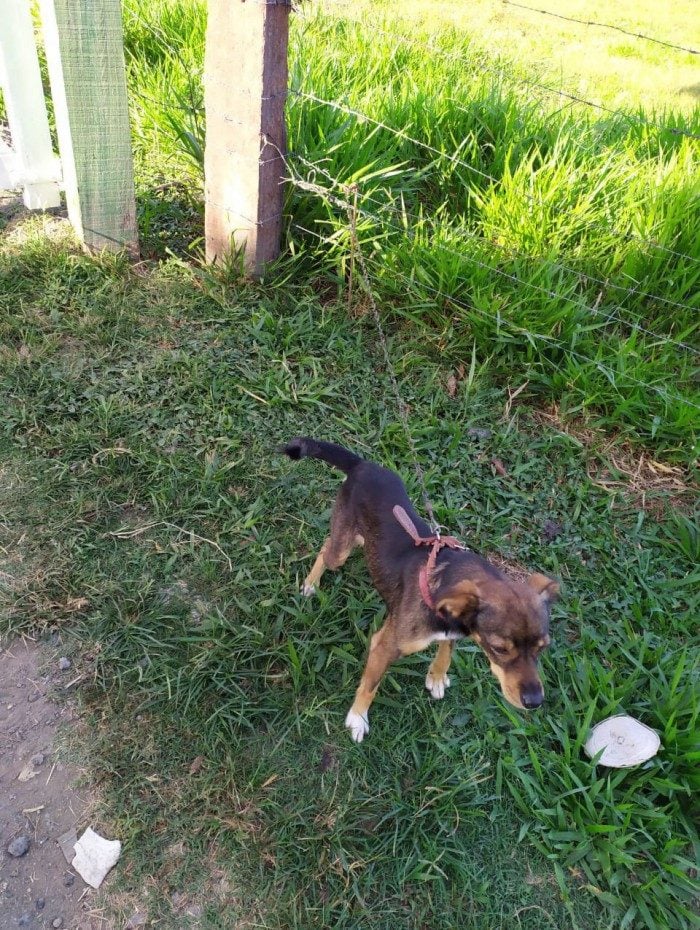 Cachorro foi encontrado amarrado a uma cerca em Bulhões
