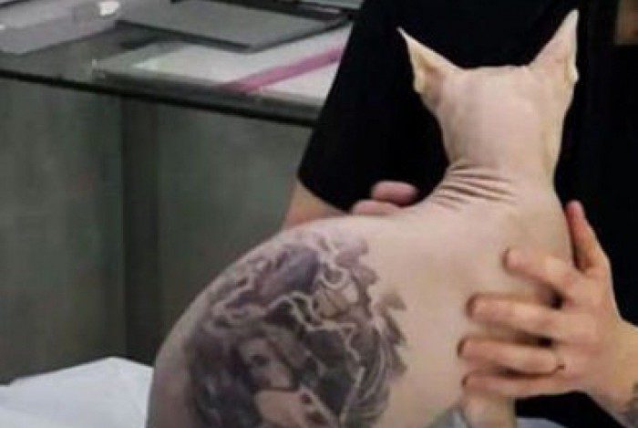 Proibida a realização de tatuagens e piercings em animais silvestres e domésticos 