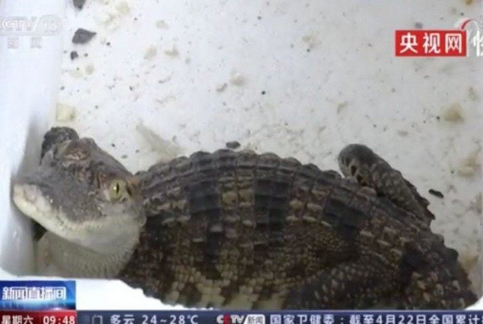 Homem comprou peixe pela internet, mas recebeu um crocodilo