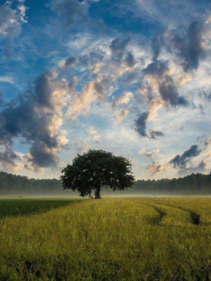 O que significa sonhar com árvore? | Esoterismo | O Dia
