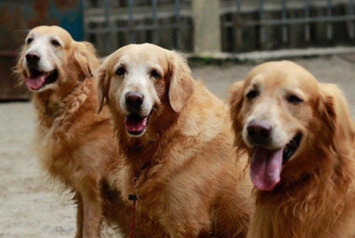 Cães Joe, Jade e Joia se aposentam da Guarda Municipal