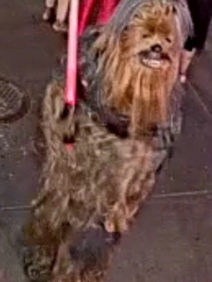 O Chewbacca é um personagem da franquia de filmes Star Wars