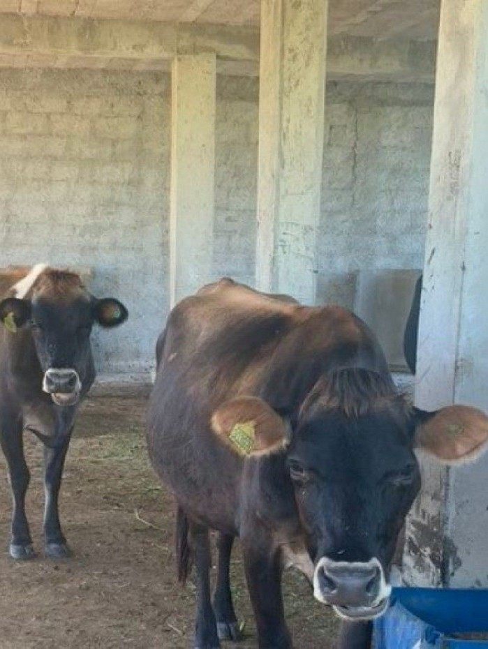 Bovinocultura será ensinada aos alunos do 9º ano do Ensino Fundamental de Escola Agrícola 