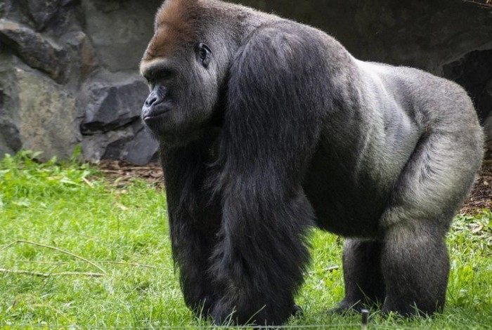 Gorila tentou arrastar mulher para dentro da floresta

