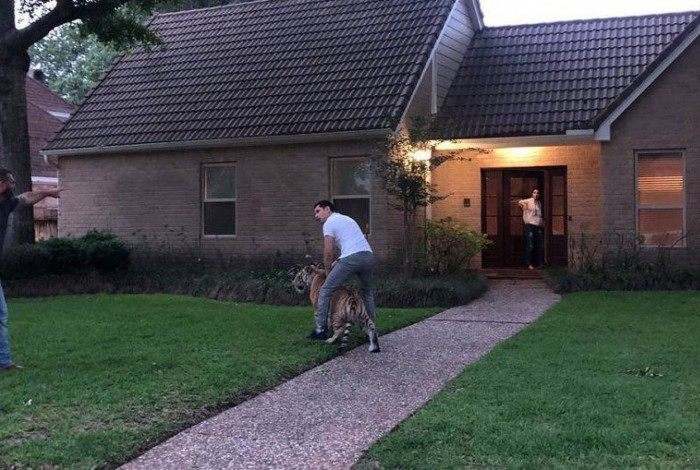 Tigre caminha por bairro no Texas, nos EUA
