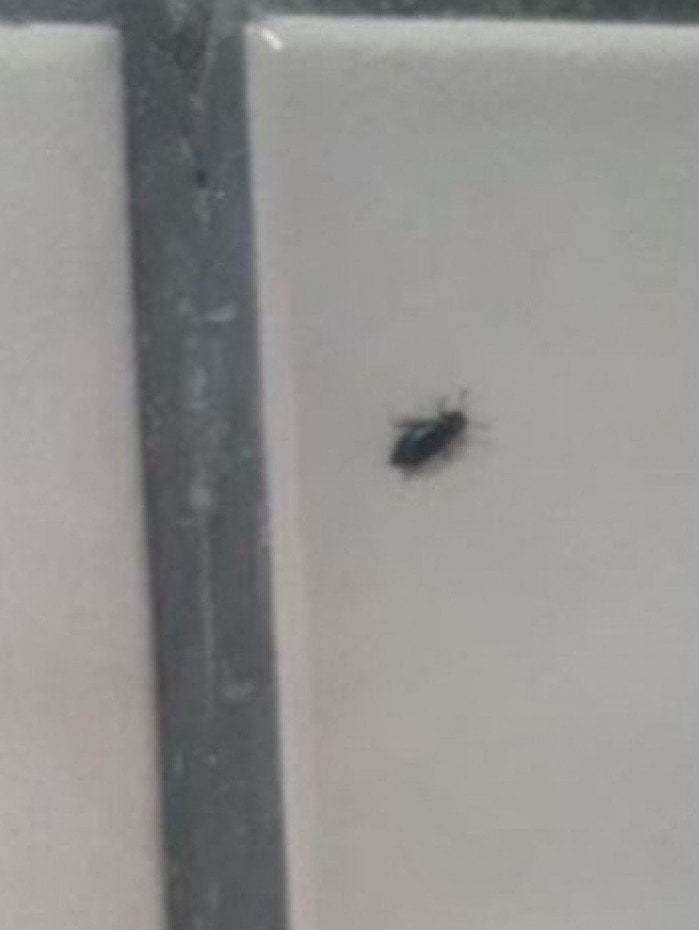 Ap&oacute;s den&uacute;ncia, cemit&eacute;rio passa por vistoria na Ilha do Governador