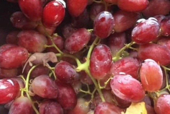 Mulher encontra feto de rato em uvas, após compra em supermercado na Austrália