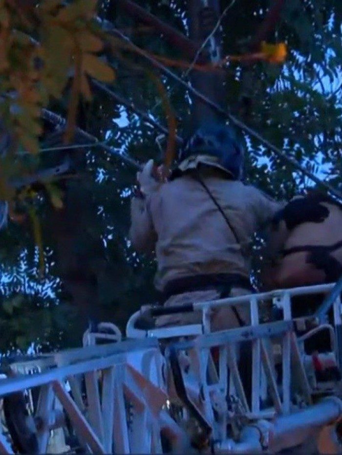 Bombeiros conseguiram resgatá-lo por volta das 6h15