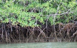 Rio das Ostras recupera Manguezais