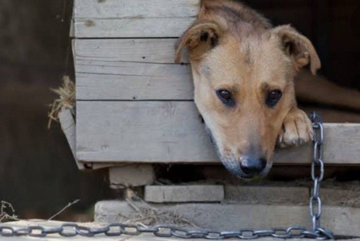 Prefeitura do Rio sanciona lei que obriga síndicos a denunciar maus-tratos a animais