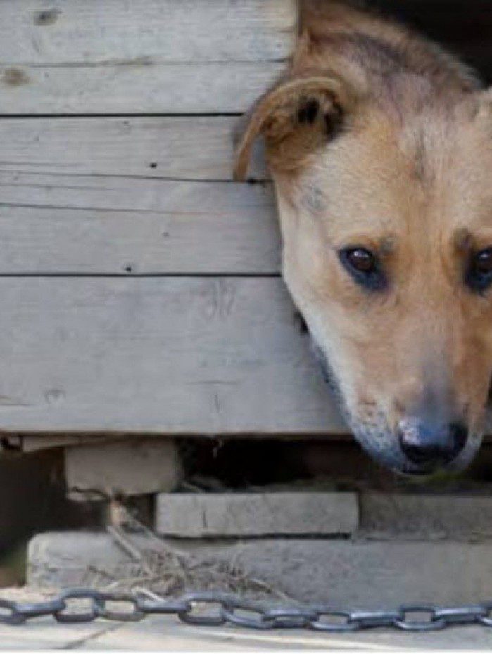 Prefeitura do Rio sanciona lei que obriga s&iacute;ndicos a denunciar maus-tratos a animais