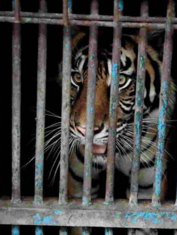 Ambos "est&atilde;o com boa sa&uacute;de", declarou Suzi Marsitawati, do servi&ccedil;o florestal e de parques de Jacarta, em nota