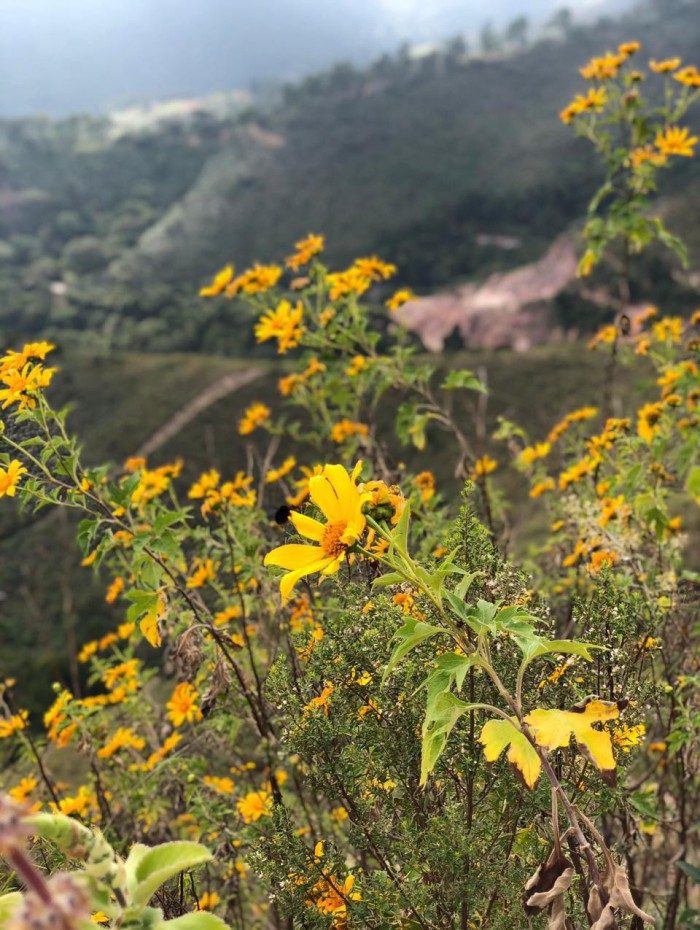 Caminho das &Aacute;guas &eacute; mais um projeto ambiental implementado em Paty