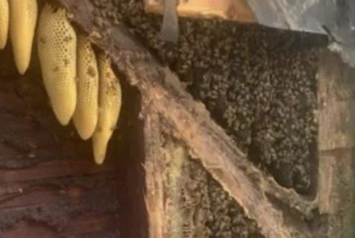 Casal gasta R$ 62 mil para retirar 450 mil abelhas de  casa
