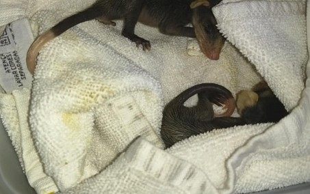 Guarda Ambiental resgata filhotes de gambás em Nova Iguaçu