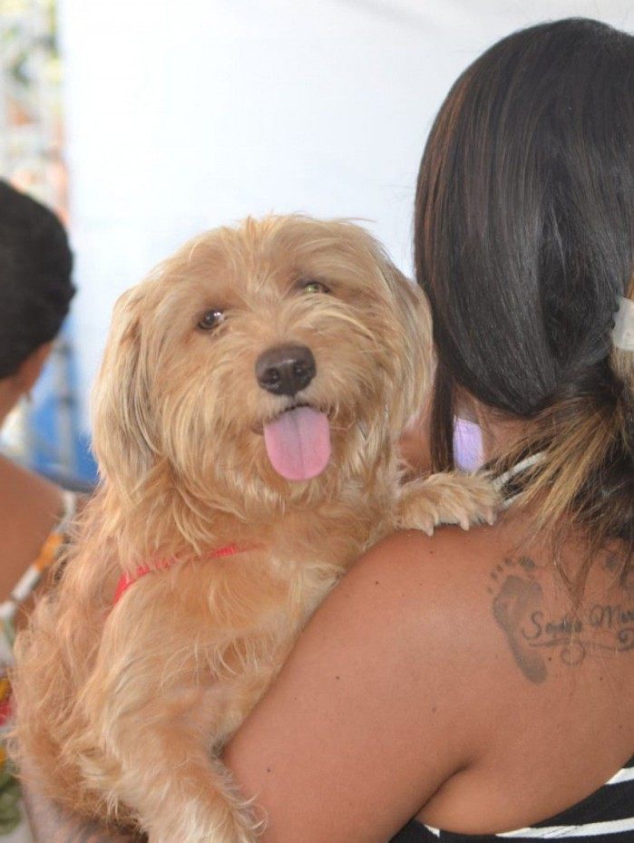 Onze cachorros morreram ap&oacute;s receberem insulina em vez da vacina antirr&aacute;bica