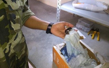 Guarda Ambiental resgata filhotes de gambás no bairro da Posseem Nova Iguaçu