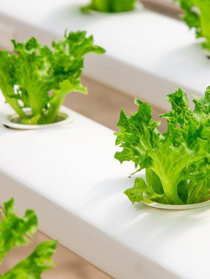 Distribuição de mudas e hortaliças