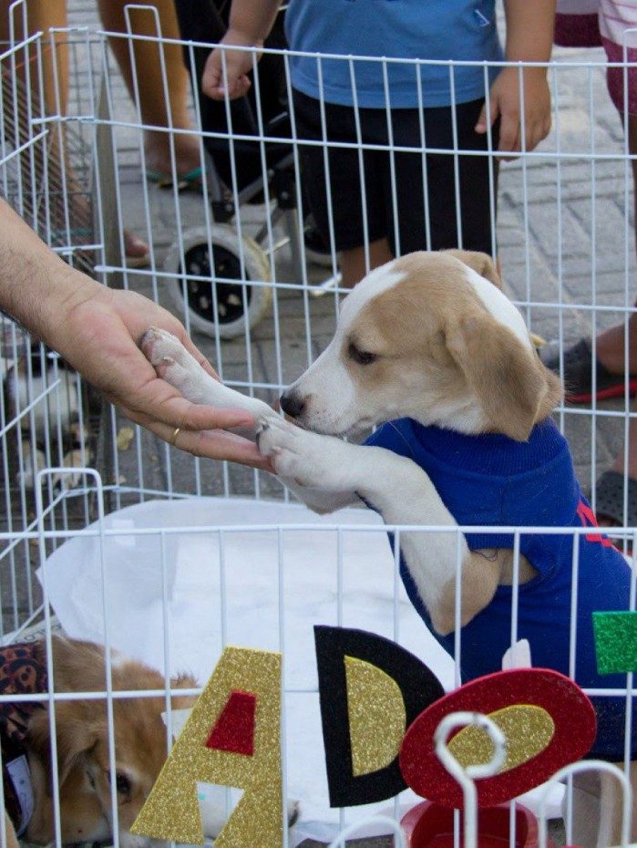 Além de realizar a adoção de animais, a ONG Leve um anjo para casa também aceita doações de ração, jornal e medicamentos para tratar dos animais e dar continuidade ao trabalho