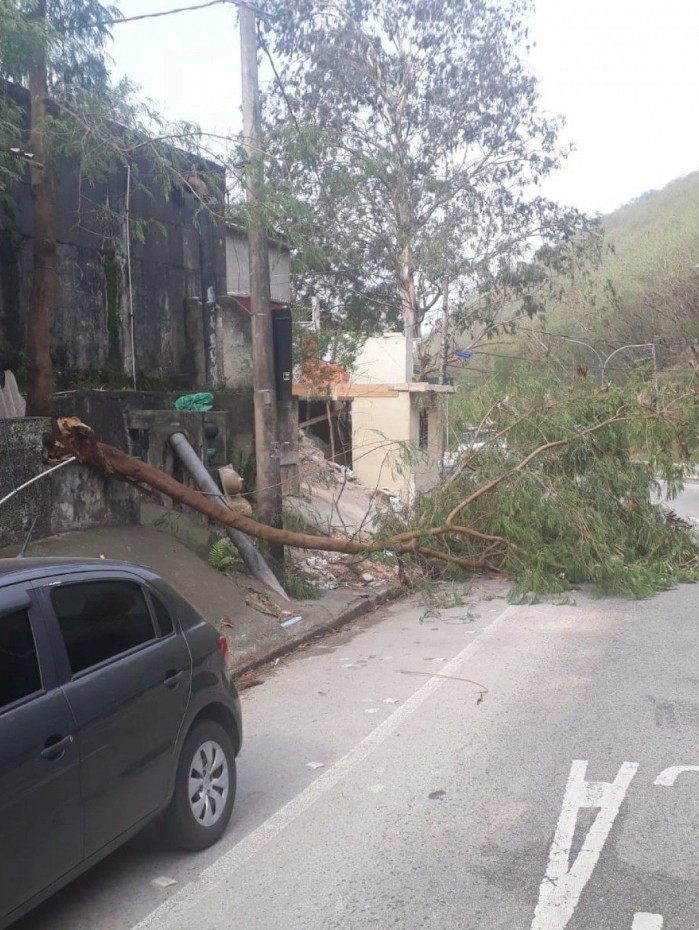Queda de árvore interdita pista da Estrada Grajaú-Jacarepaguá