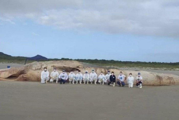 Baleia com 20 metros e ameaçada de extição é encontrada morta
