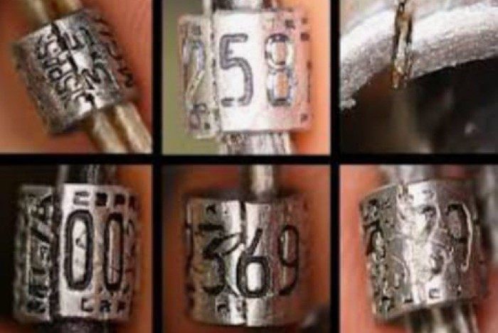 Homem foi preso por falsificação de anilhas fiscalizadas pelo IBAMA