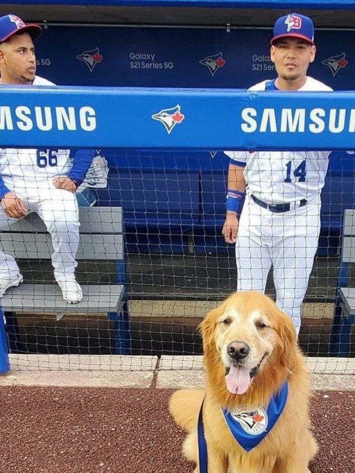 Cachorro 'invade' campo de beisebol e corre com taco na boca