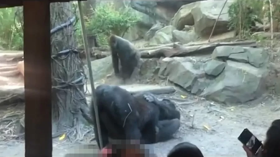 Macacos praticam sexo oral em zoológico e deixam público chocado