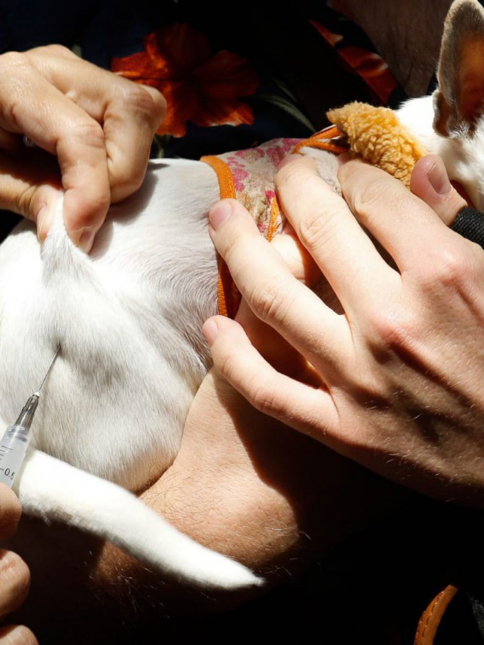 Na foto, a cachorra Antonieta recebendo a vacina antirrábica no posto do Hospital Rocha Maia, em Botafogo