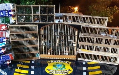 Trio é preso com aves silvestres transportadas dentro de caixas de leite