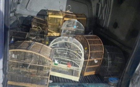 Policiais resgatam pássaros silvestres de cativeiro irregular em Nova Iguaçu