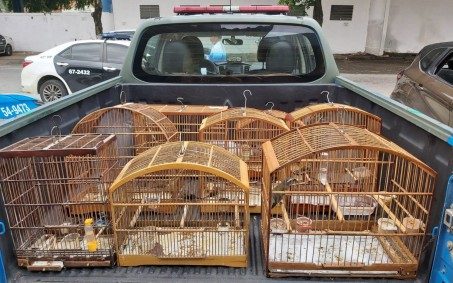 Ação da Polícia Ambiental apreende animal silvestre em Nova Iguaçu