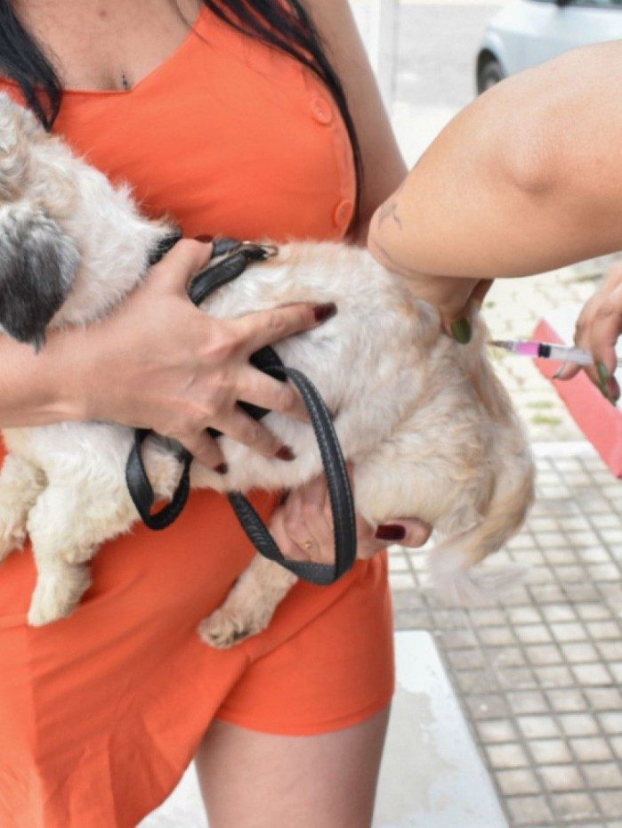 Vacinação antirrábica em Porto Real