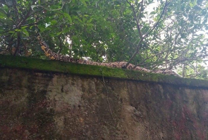 Cobra de três metros assusta moradores e é resgatada por guardas ambientais em Niterói
