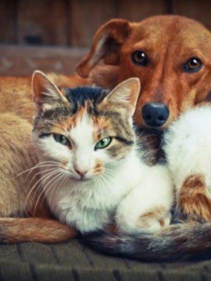 O CEO da Rede Hospital Popular de Medicina Veterinária (HPMV), Brunno Galvão, disse que o objetivo é realizar 1.500 atendimentos apenas no primeiro mês.