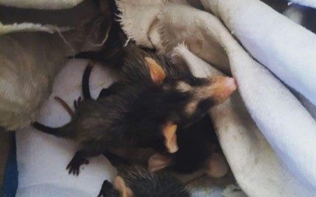 Guarda Ambiental realiza resgata de animais silvestres em área urbana de Nova Iguaçu