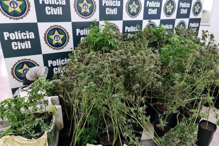 Policiais da DRE estouraram estufas de skunk e apreenderam pés da droga e materiais para o cultivo da mesma 