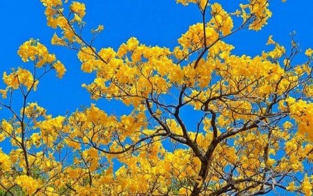 Em menos de uma semana, concurso Árvores do Rio já recebeu mais de 150 fotos