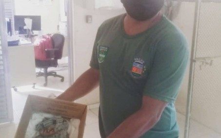 Agentes da Guarda Ambiental resgatam filhotes de gambá em Nova Iguaçu
