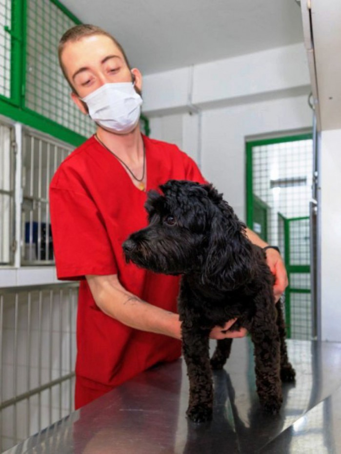 Primeiros atendimentos no programa municipal de castra&ccedil;&atilde;o j&aacute; foram agendados