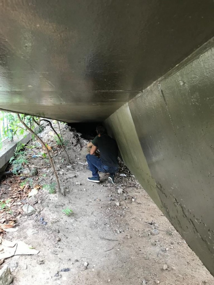 Homem é indiciado por estupro de cães 