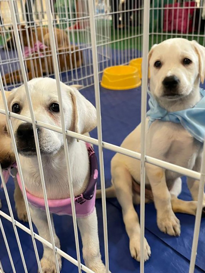 Adotantes terão que passar por uma entrevista e assinar um termo de responsabilidade 
