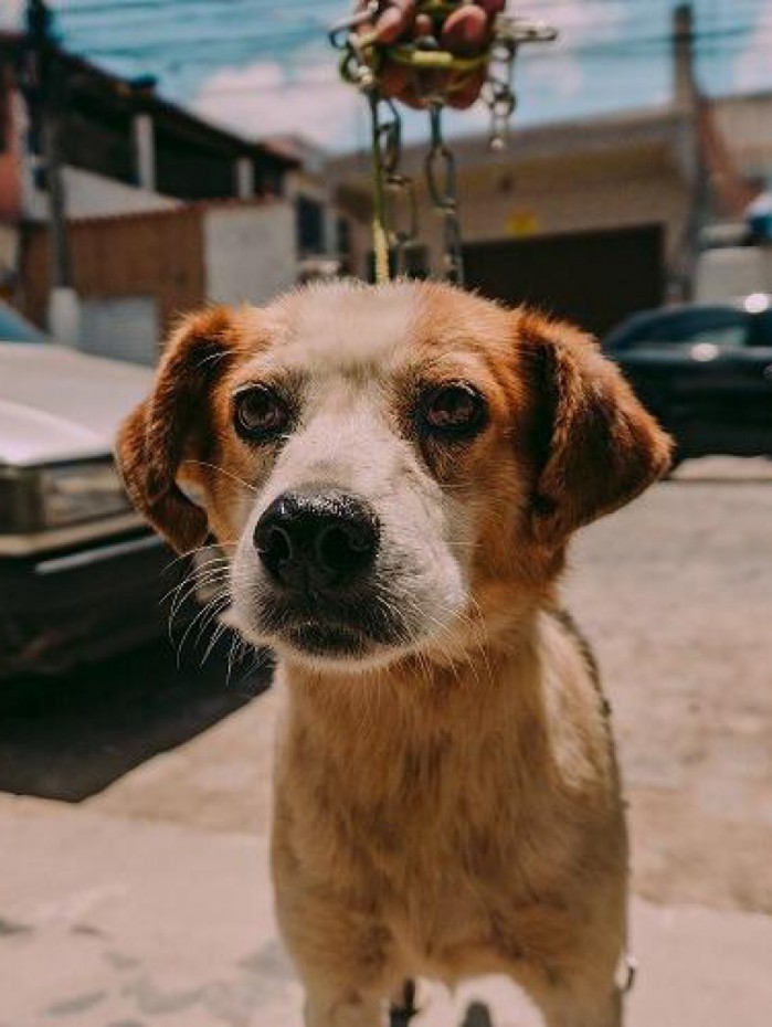 10 mil animais foram castrados desde o in&iacute;cio do projeto