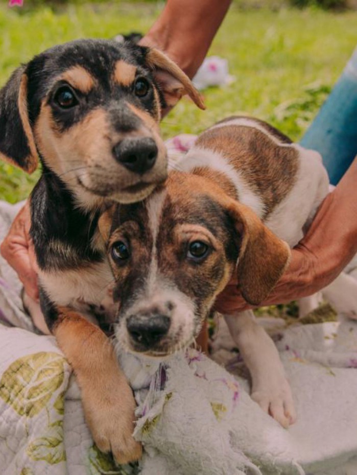 2.200 castrações foram feitas na cidade do Rio