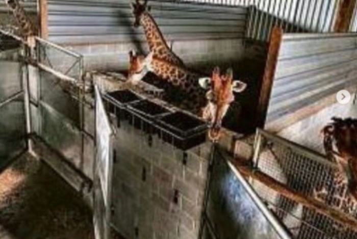 Ao todo, 18 girafas foram importadas da África do Sul pelo BioParque
