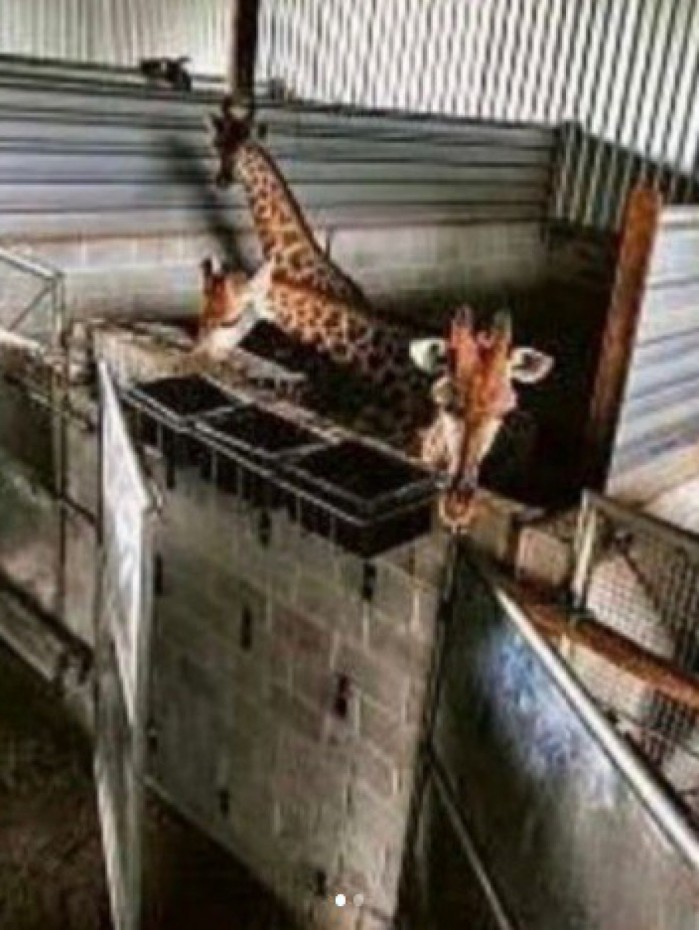 Ao todo, 18 girafas foram importadas da África do Sul pelo BioParque
